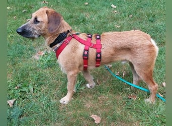 Besuche Taro in 24885 Sieverstedt