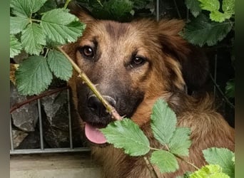 Schüchterne Crissi - braucht Liebe und Halt