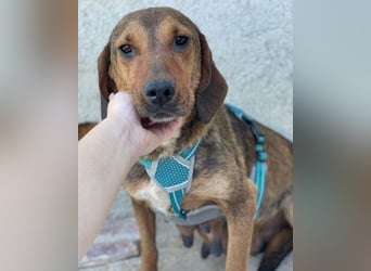 Reina in 01640 Coswig