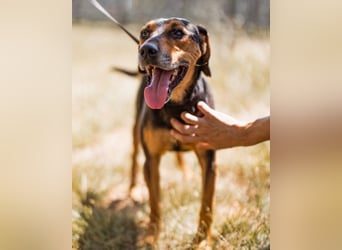 Jasco ❤️ neugierig, lebhaft & verspielt