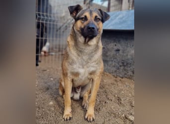 Good-Boy LINO❤️zutraulich, sozial & aufgeschlossen