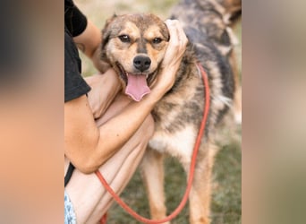 freundliche, liebevolle Mix-Hundedame Lizzy