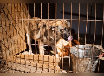 COCO❤️verspielt, sanft und voller Vertrauen: ein Herz für Groß und Klein!