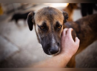 Liebste Lisa - die pure Lebensfreude auf 4 Pfoten