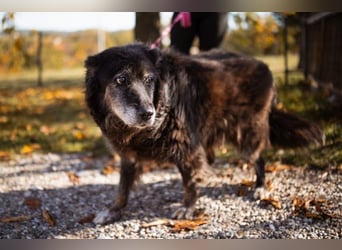 OldLady♥Srećka♥ hat Sehnsucht nach Liebe