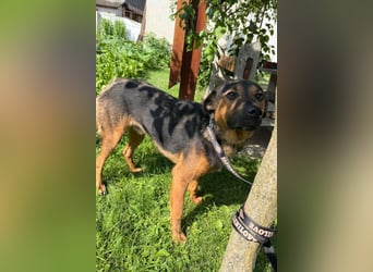 Katzenfreund Oskar - sanfter verschmuster Rüde