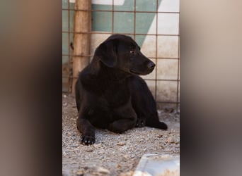 PRINCE❤️sanfter, sozialer Hundebub wartet auf seine Chance
