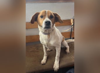 Sony ❤️ Familienhund mit großem Herzen
