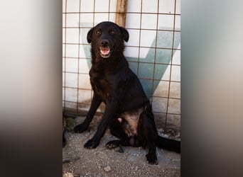 Black-Beau ♥ Sasha ♥ noch schüchtern - verständlich - aber herzlich