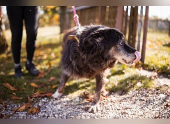 OldLady♥Srećka♥ hat Sehnsucht nach Liebe