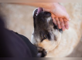 Sofia ♥️ liebe und aktive HSH-Mix-Junghündin