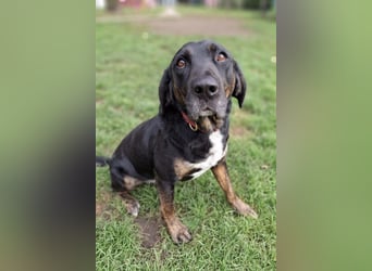 Leo ❤️ wartet in 84524 Neuötting auf dich