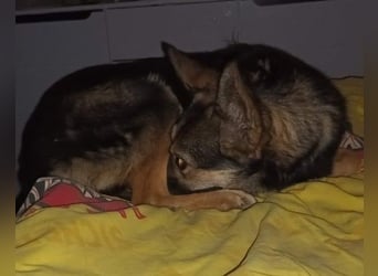 Fibi - eine sanfte Fellnase mit Charakter