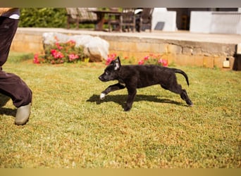 Junger Cosmo - charmanter Schäfi-Mix-Bub