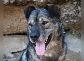 Medo ❤️ so gutmütig, liebevoll + sozial!