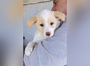 Welpin ♥Tina♥ hofft nun darauf ihre lieben & treuen Menschen zu finden