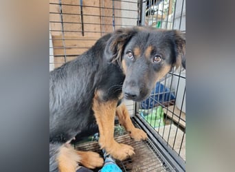 Kleine, schüchterne Vaiana = sucht Liebe und Treue