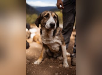 Prachtbursche ♥ Pero ♥ toller Familienhund; lieb, sozial, klug, auch verkuschelt