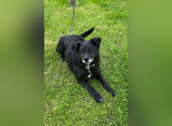 BIMAL❤️lieber, ruhiger Familienhund und katzenverträglich