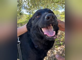 Bruce ❤️ Sanftmütig, loyal, verschmust!