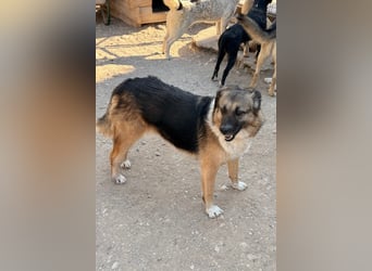 KORA❤️sanfte Seele sucht sehnsüchtig ein liebevolles Zuhause & Geborgenheit