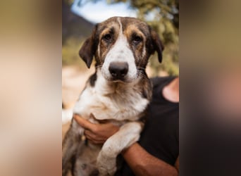 Prachtbursche ♥ Pero ♥ toller Familienhund; lieb, sozial, klug, auch verkuschelt