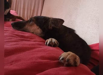 Fibi - eine sanfte Fellnase mit Charakter