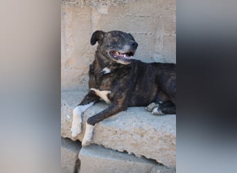 Ebelin ❤️ so herzensguter Familienhund!