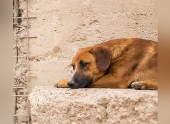 Sanfter Rüde ♥Amigo♥ erwartet dich bereits in 74749 Rosenberg