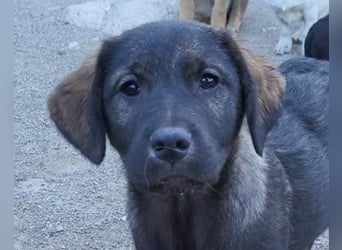 Notfellchen SHADOW❤️in 69198 Schriesheim, dringend Not-PS oder Für-Immer-Zuhause gesucht