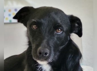 LEMMY❤️in 21075 Hamburg: ein harmonischer, treuer Begleiter sucht sein Happy End