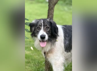 ♥Milla♥ liebe, ruhige Hündin auch kinder- und katzenfreundlich