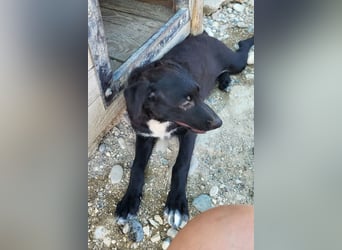 Herziges Welpenmädl Ava ❤️ so lieb, neugierig & verspielt!
