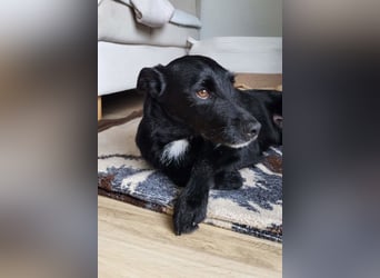 LEMMY❤️in 21075 Hamburg: ein harmonischer, treuer Begleiter sucht sein Happy End