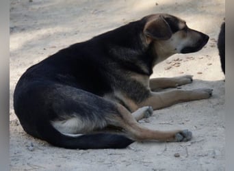 Lana ❤️ tolle umgängliche, junge Hündin