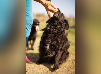 Norman - ein rundum toller Rüde