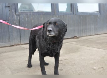 BRACO❤️wundervoller Rüde mit einem besonders sanften und liebenswerten Wesen