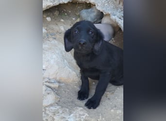 Knutschkugel GRACIE❤️zauberhaftes Fellschnute sucht ihr Zuhause fürs Leben