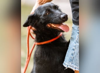 Traumhündin Ebony ❤️ verträglich, lieb, offen!