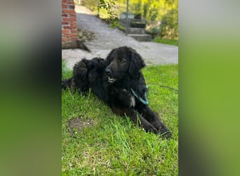 BIMBO❤️freundlicher, ruhiger Fellschnuffel - liebt einfach alles und jeden um sich herum