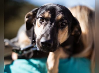 Terrier-Mix LISA❤️sanft, freundlich, lieb und sehr menschenbezogen