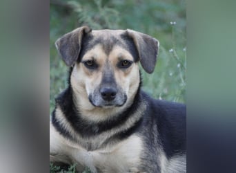 Lana ❤️ tolle umgängliche, junge Hündin