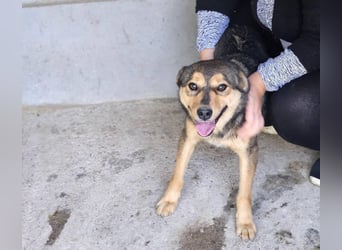 freundliche, liebevolle Mix-Hundedame Lizzy