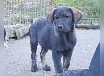 Notfellchen SHADOW❤️in 69198 Schriesheim, dringend Not-PS oder Für-Immer-Zuhause gesucht