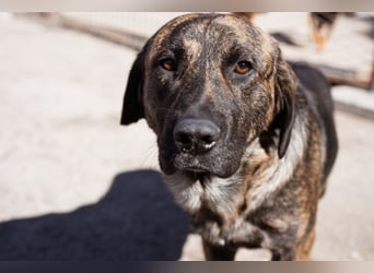 Ludwig ❤️ unser lieber, verschmuster Jungrüde!