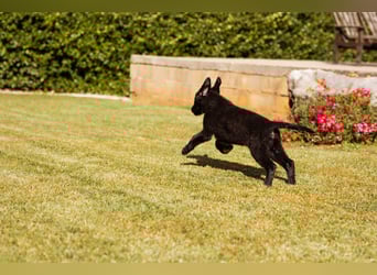 Junger Cosmo - charmanter Schäfi-Mix-Bub