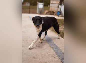 Soki ❤️ schmusige, liebe, neugierige Maus