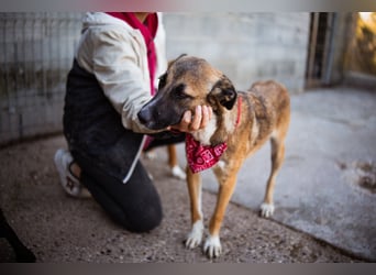 Liebste Lisa - die pure Lebensfreude auf 4 Pfoten