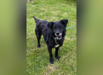 BIMAL❤️lieber, ruhiger Familienhund und katzenverträglich