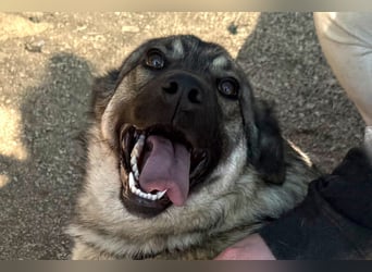 COCO❤️verspielt, sanft und voller Vertrauen: ein Herz für Groß und Klein!
